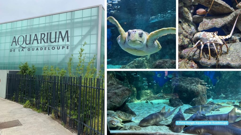 Aquarium de Guadeloupe - What to do in Guadeloupe when it rains